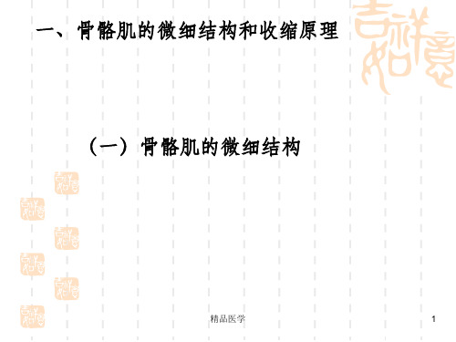 《骨骼肌收缩的功能》PPT课件