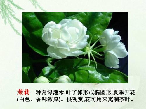 湘教版 20 淡淡的茉莉