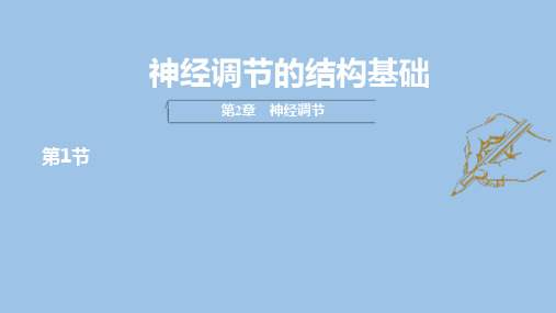 【高中生物】神经调节的结构基础课件+高二上学期生物人教版选择性必修1