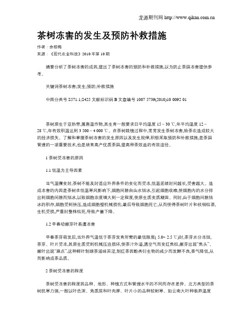 茶树冻害的发生及预防补救措施