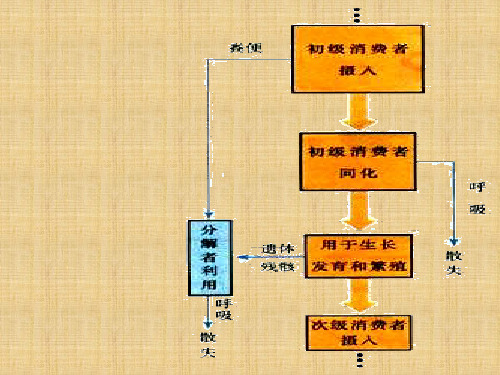 高二生物生态系统的能量流动(PPT)2-2