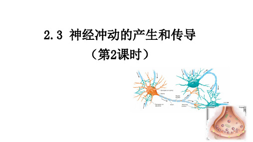 【高中生物】2024届高三一轮复习生物 神经冲动的产生和传导课件