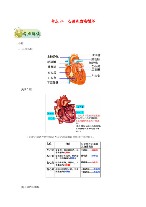 2021年初中生物中考知识点汇总 考点24 心脏和血液循环