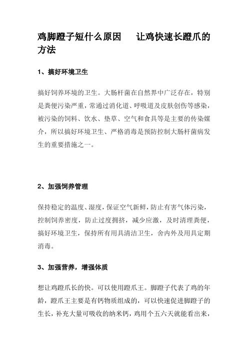 鸡脚蹬子短什么原因   让鸡快速长蹬爪的方法