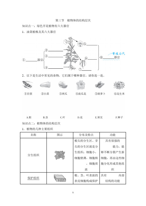 人教版七年级上册生物第一单元第三章第三节知识点总结