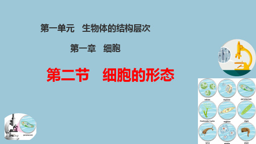 1.1.2 细胞的形态课件(共25张PPT)冀少版七年级生物上册