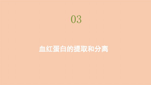 2021高中生物人教版选修一课件：专题五 课题3 血红蛋白的提取和分离 