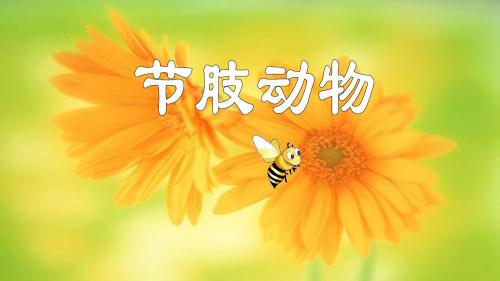 鲁教版五四制(八年级上册)第七单元生物圈中的动物第一章物的主要类群第三节节肢动物教学课件 (共21张PPT)