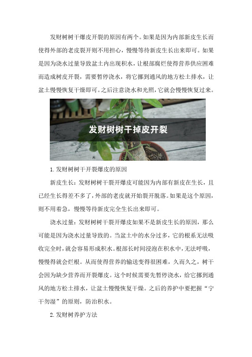 发财树树干开裂怎么回事,树干爆皮是怎么回事