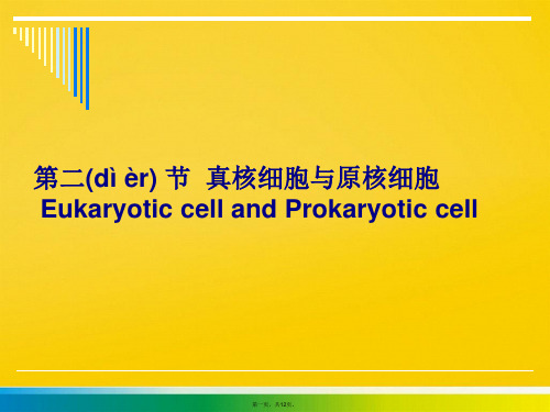 第二 节 真核细胞与原核细胞 Eukaryotic cell标准版文档