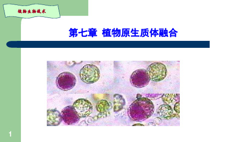 植物生物技术：第七章 植物原生质体融合