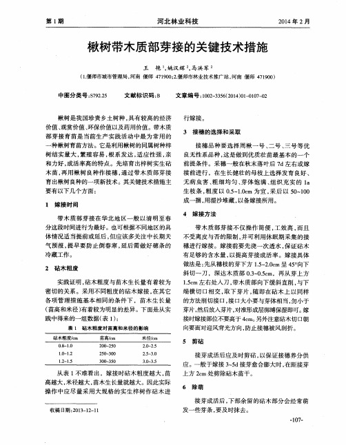 楸树带木质部芽接的关键技术措施