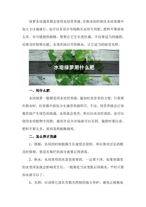 水培绿萝用什么肥,怎么养才茂盛？