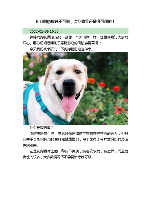 狗狗脂肪瘤并不可怕，治疗效果还是很可观的！