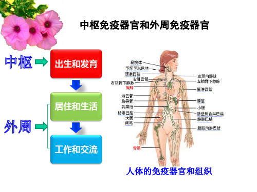 医学免疫学PPT10. T淋巴细胞课件