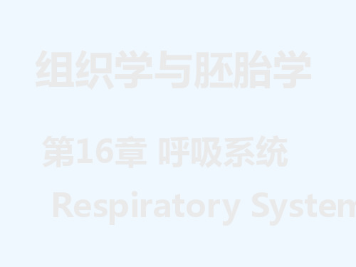 组织胚胎学--呼吸系统