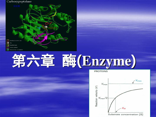 中国海洋大学资料生物化学课件第六章 enzyme