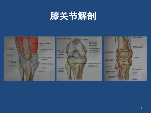 膝关节解剖详细图解ppt课件