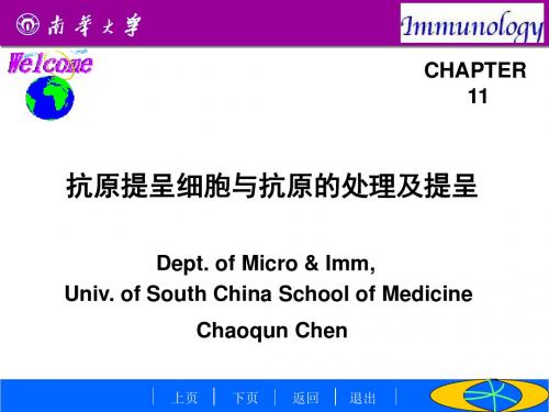 APC与抗原的处理及提呈