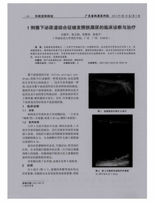 1例猫下泌尿道综合征继发膀胱漏尿的临床诊断与治疗