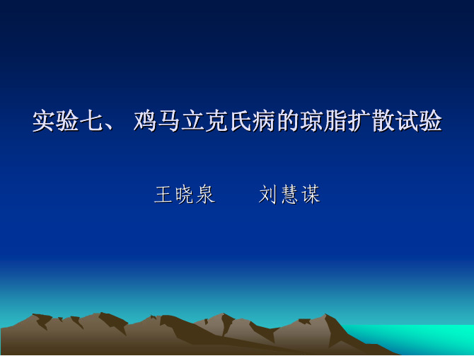 7、鸡马立克的琼脂扩散实验