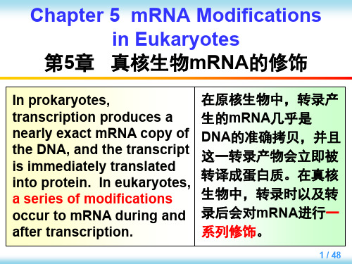 分子生物学课件第五章-49页文档资料