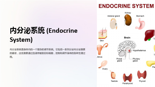 内分泌系统(endocrinesystem)