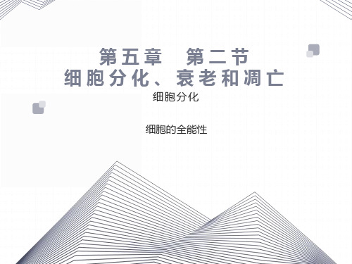 细胞分化、衰老和凋亡