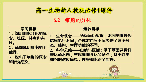 6-2  细胞的分化 课件 2022-2023学年高一上学期生物人教版必修1-PPT