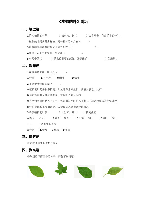 三年级上册科学同步练习-植物的叶∣教科版