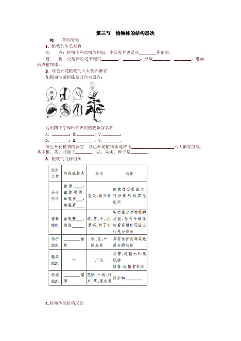 最新人教版七年级生物上册03第三节 植物体的结构层次 试题及答案