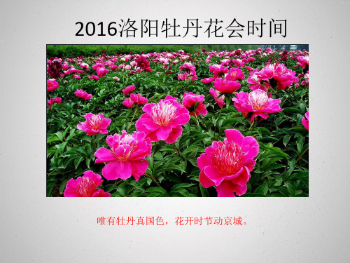 2016洛阳牡丹花会时间