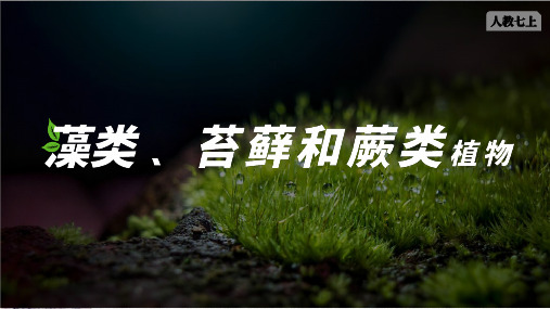 人教版生物(2024)七年级上册2.1.1 藻类、苔藓植物和蕨类植物 课件(共28张PPT)