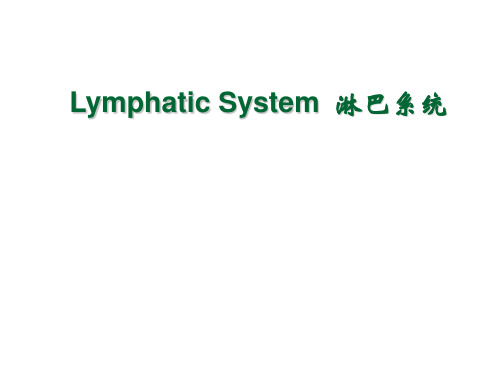 系统解剖 淋巴系统 英文版Lymphatic System汇总