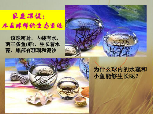 最新-生物必修三第5章第1节 生态系统的结构 课件 共28张 精品