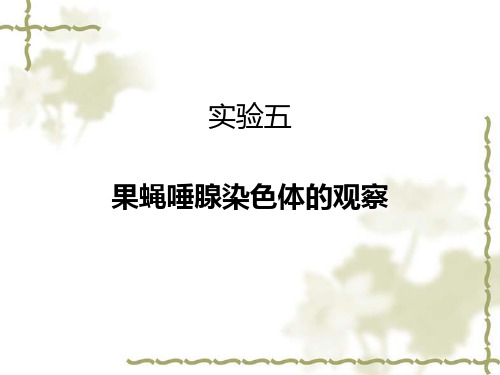 大学课程遗传学实验实验五 果蝇唾液腺染色体课件