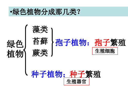 第二节种子植物课件人教版生物七年级上册