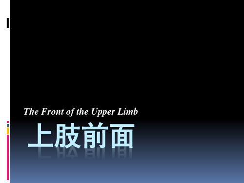 【课件-局部解剖学】_03 上下肢前面