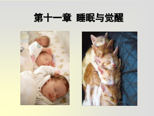 生理心理学：11睡眠与觉醒