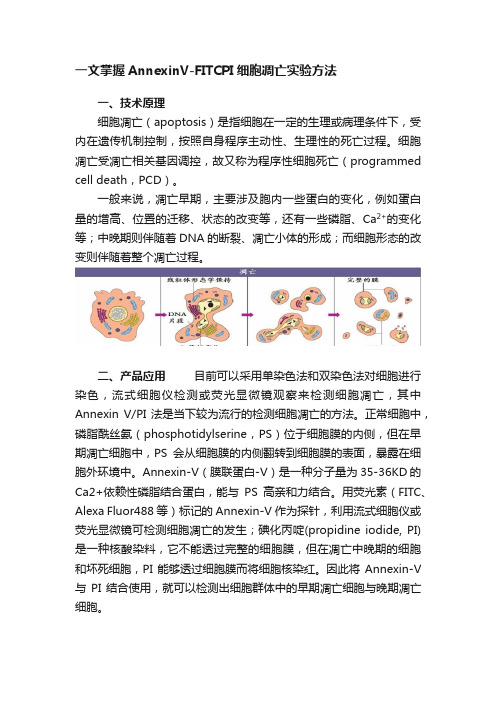 一文掌握AnnexinV-FITCPI细胞凋亡实验方法