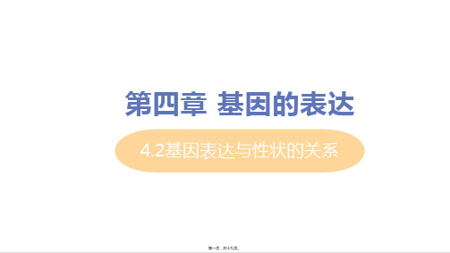 新教材人教版高中生物必修二 4-2 基因表达与性状的关系 教学课件