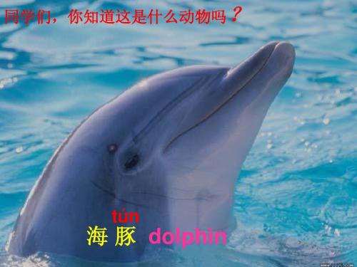 语文S版五年级下册《海豚救人》课件