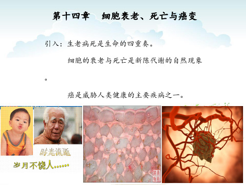 细胞生物学第十四章PPT课件