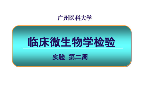 临床微生物检验_实验二