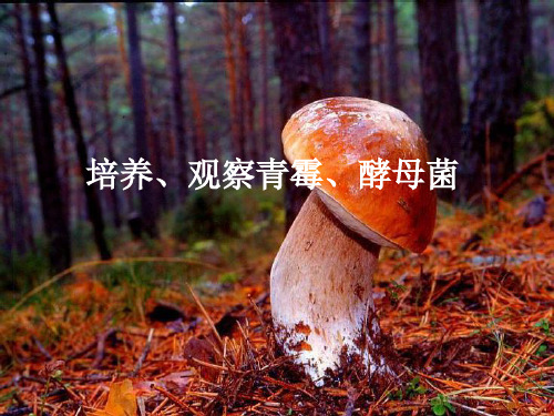 培养、观察 青霉、酵母菌