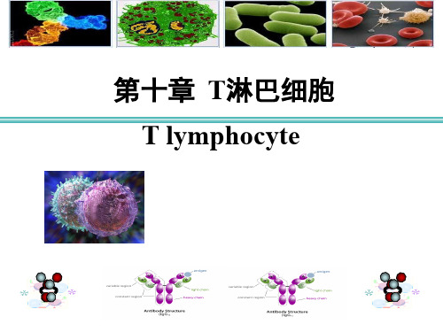 医学免疫学-第十章 T淋巴细胞