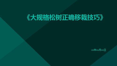 大规格松树正确移栽技巧