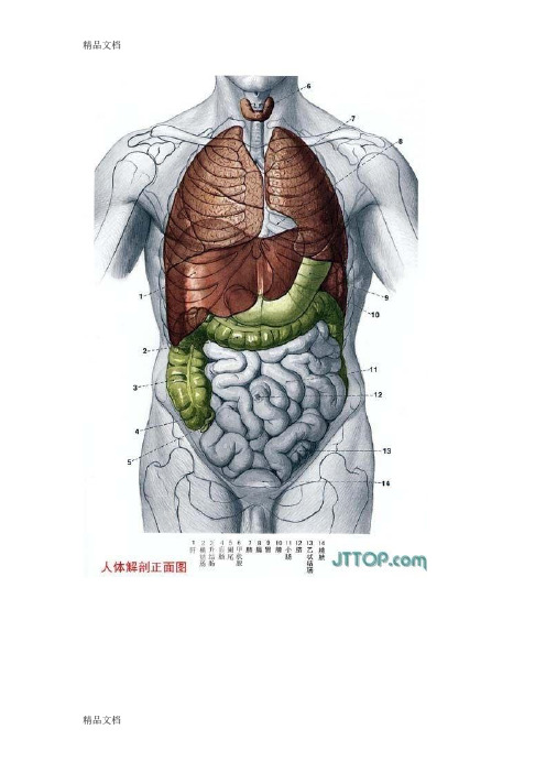 (整理)全套高清人体器官,内脏,骨骼解剖图.