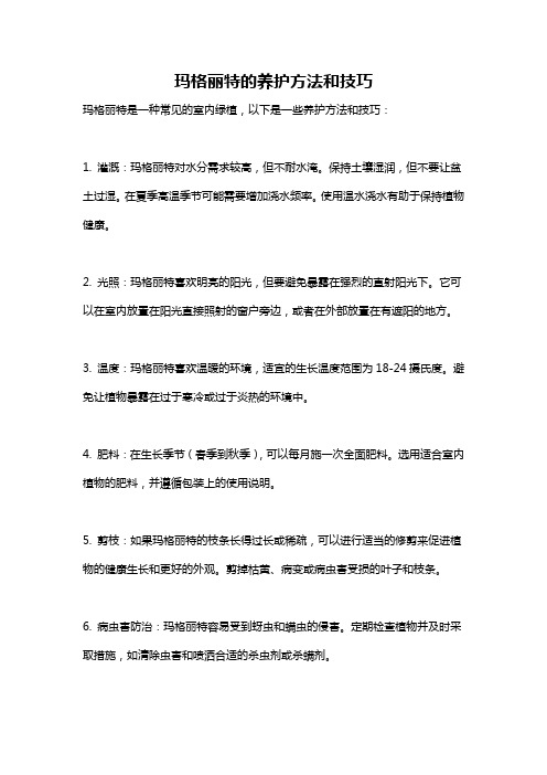 玛格丽特的养护方法和技巧