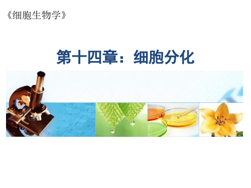 细胞生物学:14 第十四章 细胞分化